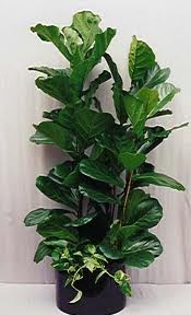 Ficus Lyrata